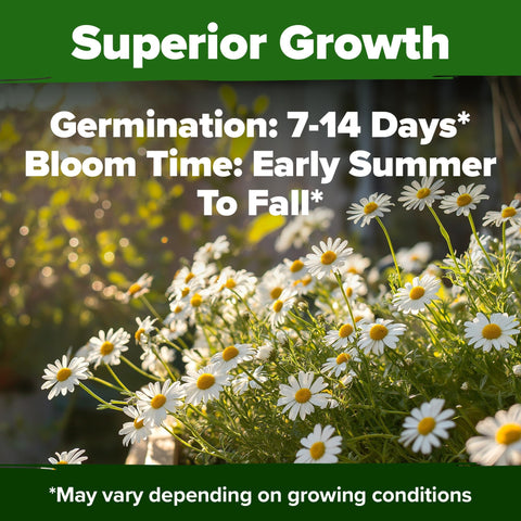 Home Grown chamomile seeds thrive in full sun to partial shade.