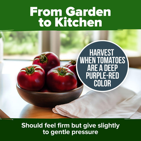 HOME GROWN Cherokee Purple seed packaging label helps keep seeds organized and fresh.