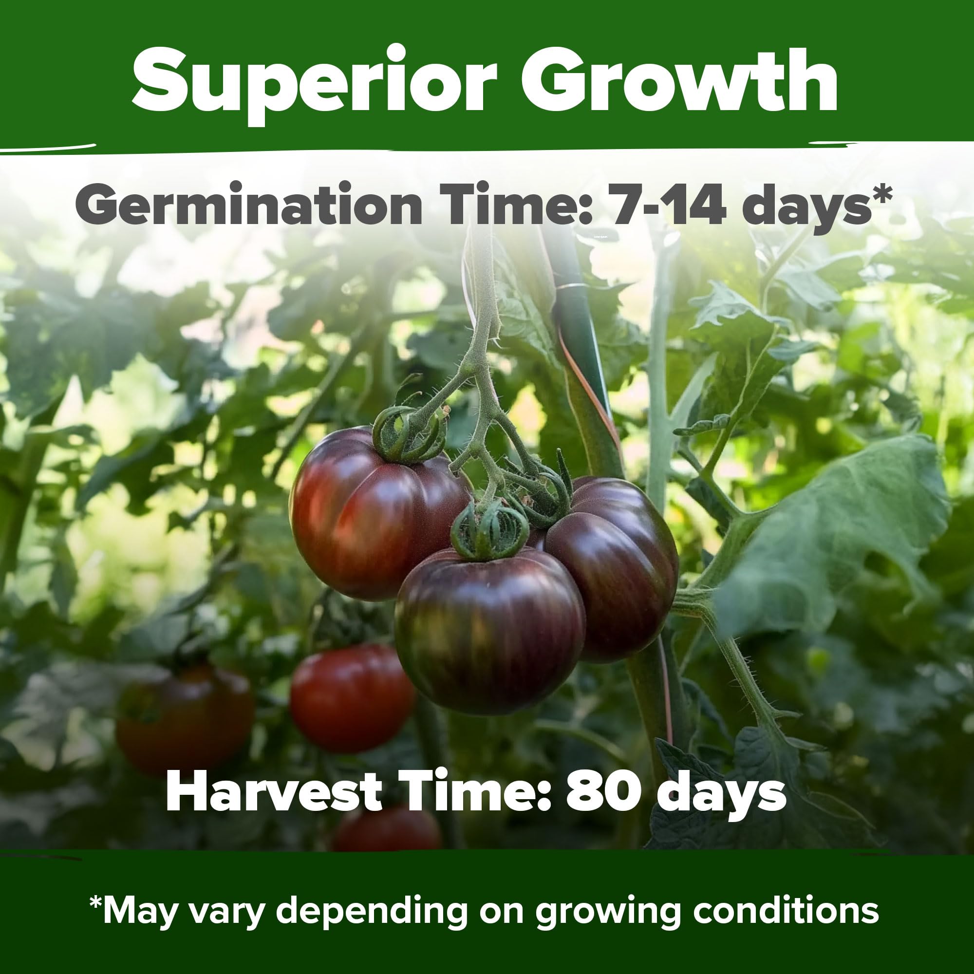 HOME GROWN Cherokee Purple seeds non-GMO USA for quality gardening