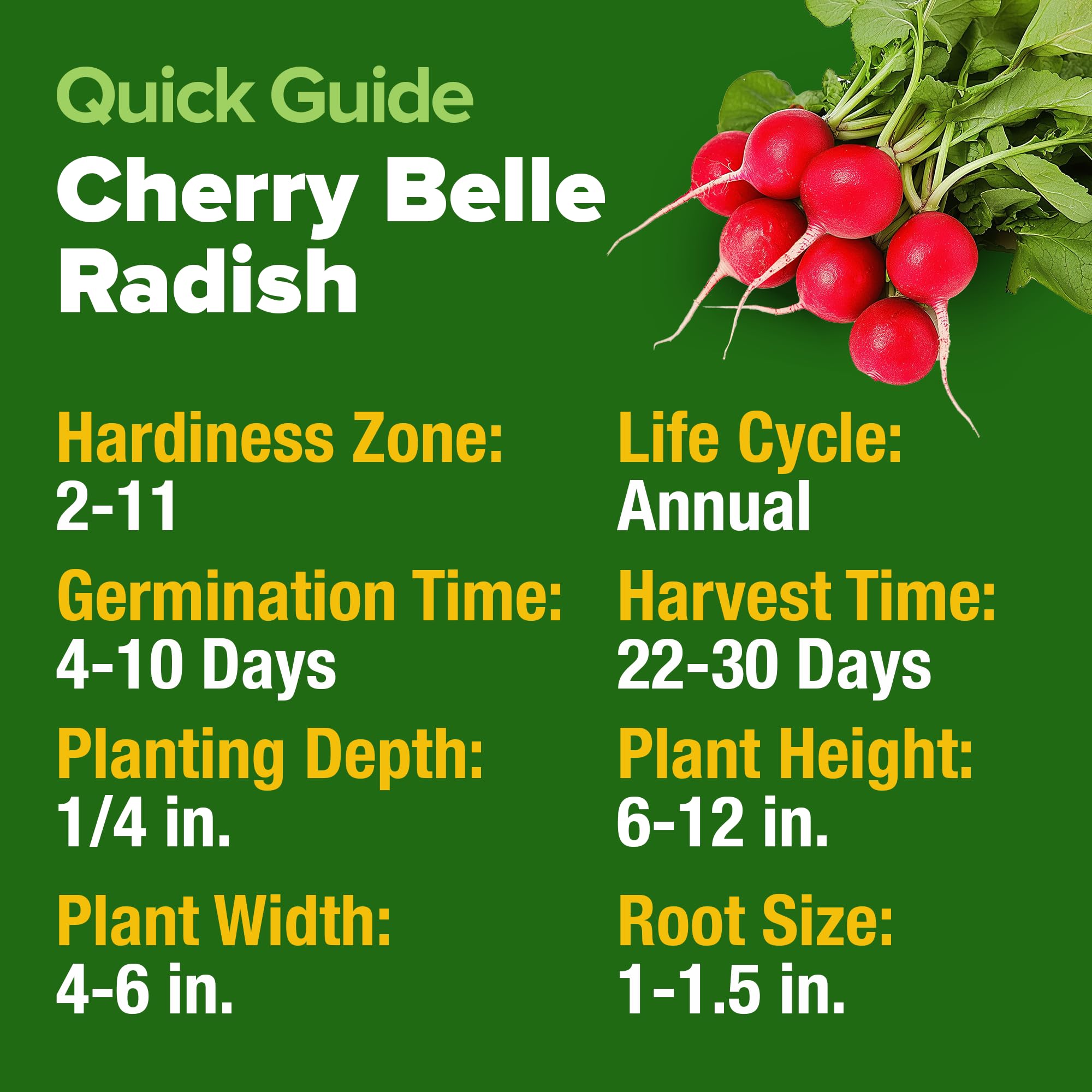 Compact container garden featuring HOME GROWN Cherry Belle radishes
