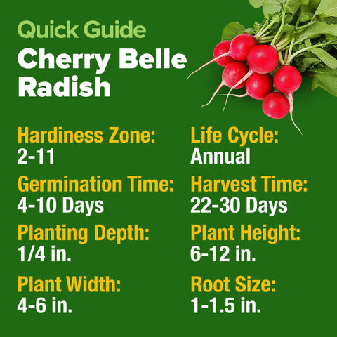 Compact container garden featuring HOME GROWN Cherry Belle radishes