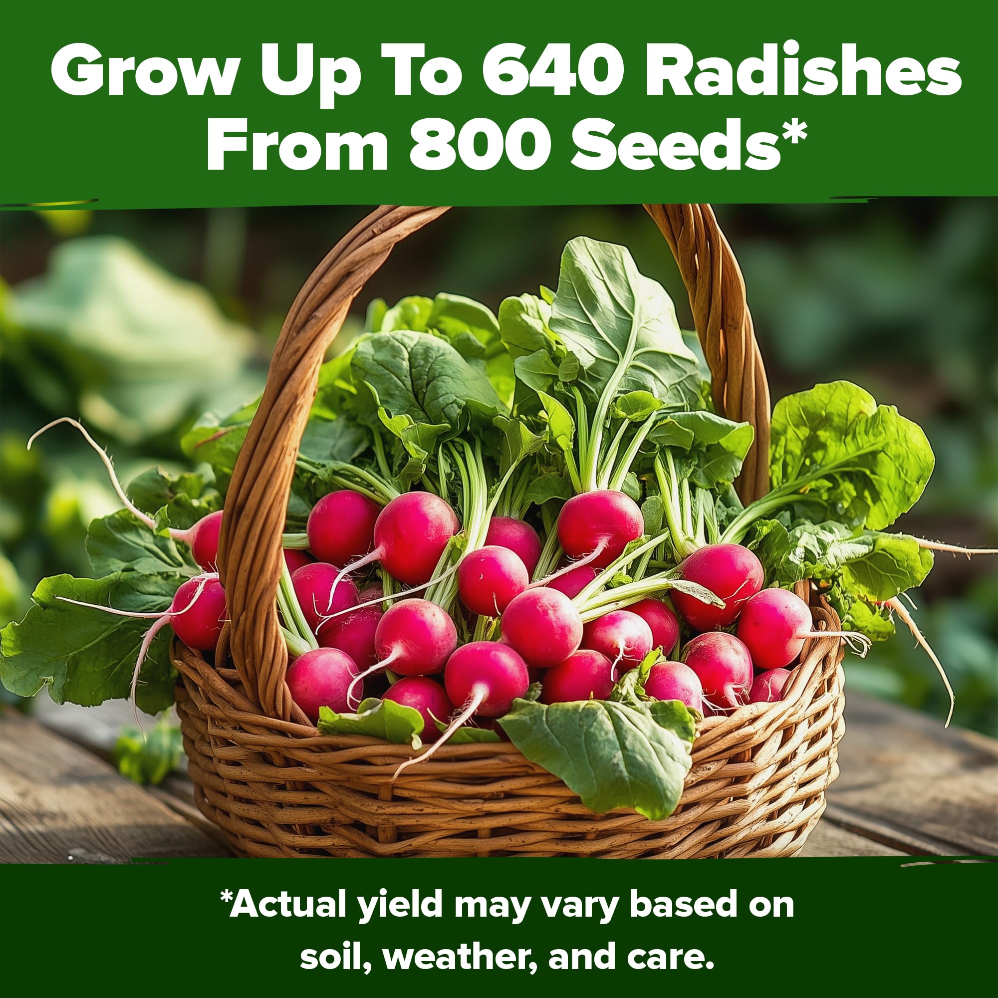 Cherry Belle radish bed thriving in a sunny garden plot