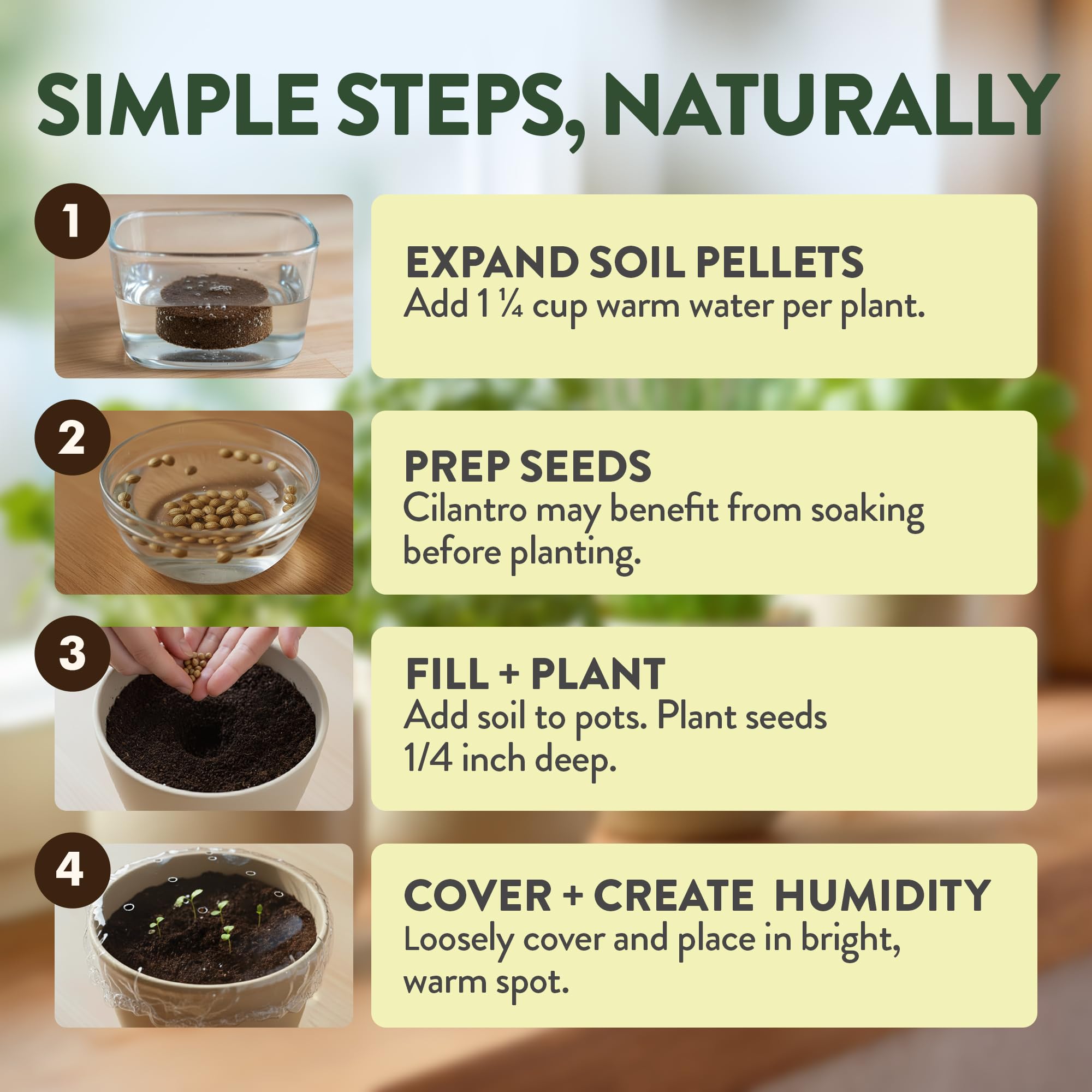 HOME GROWN Cilantro seed pack for fresh, zesty meals.