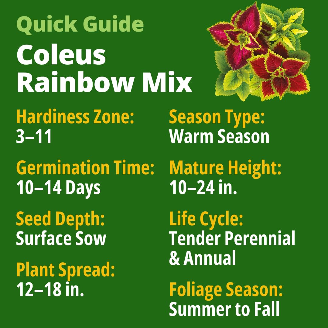 HOME GROWN Rainbow coleus seeds yield multi-color foliage for shade gardens.