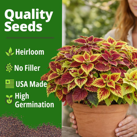 HOME GROWN Coleus Rainbow stems create a dense, bushy focal point.