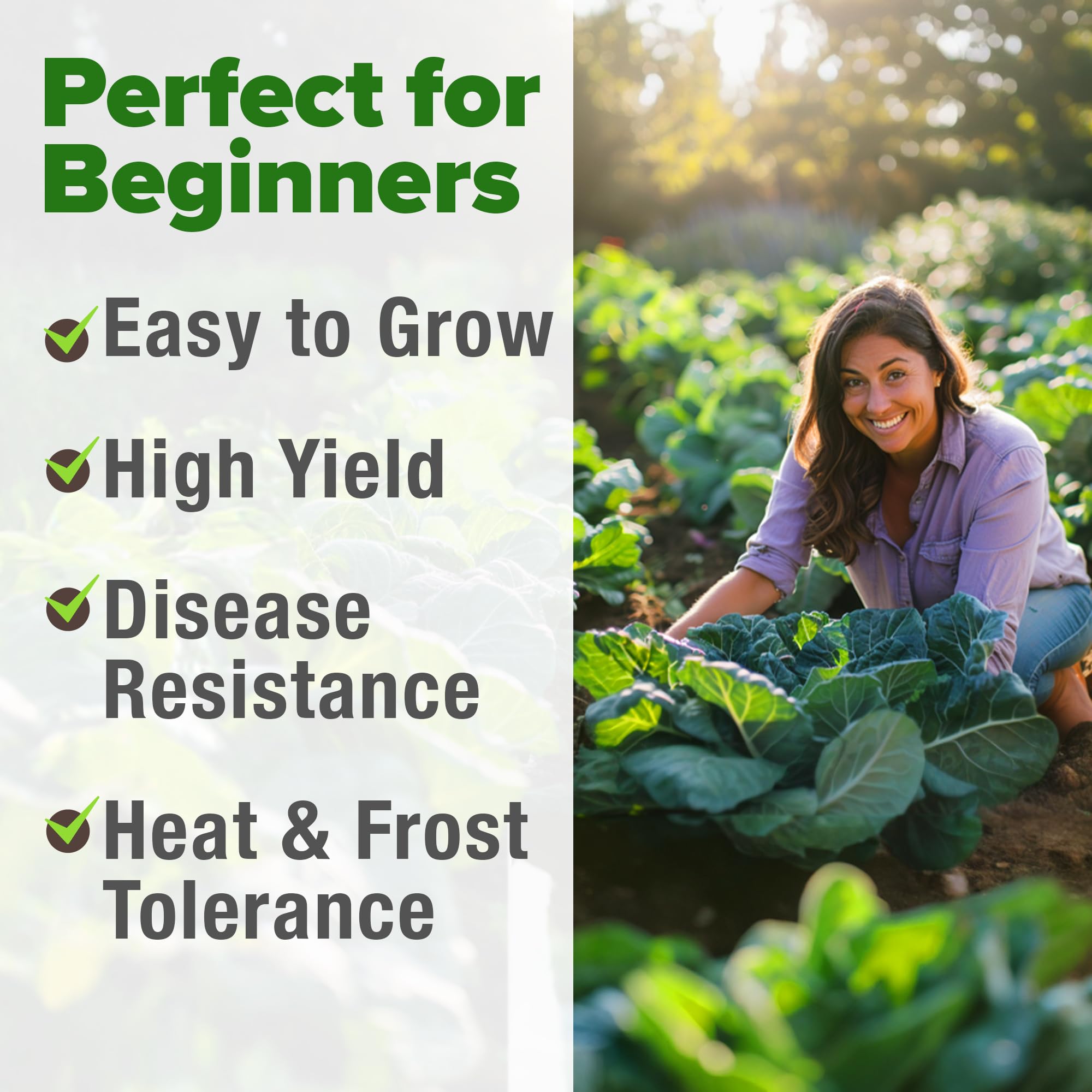 HOME GROWN slow-to-bolt variety extending harvest window