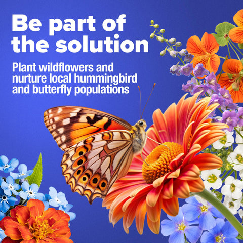 HOME GROWN color-filled wildflower field brings texture, scent, and seasonal variety to any yard.