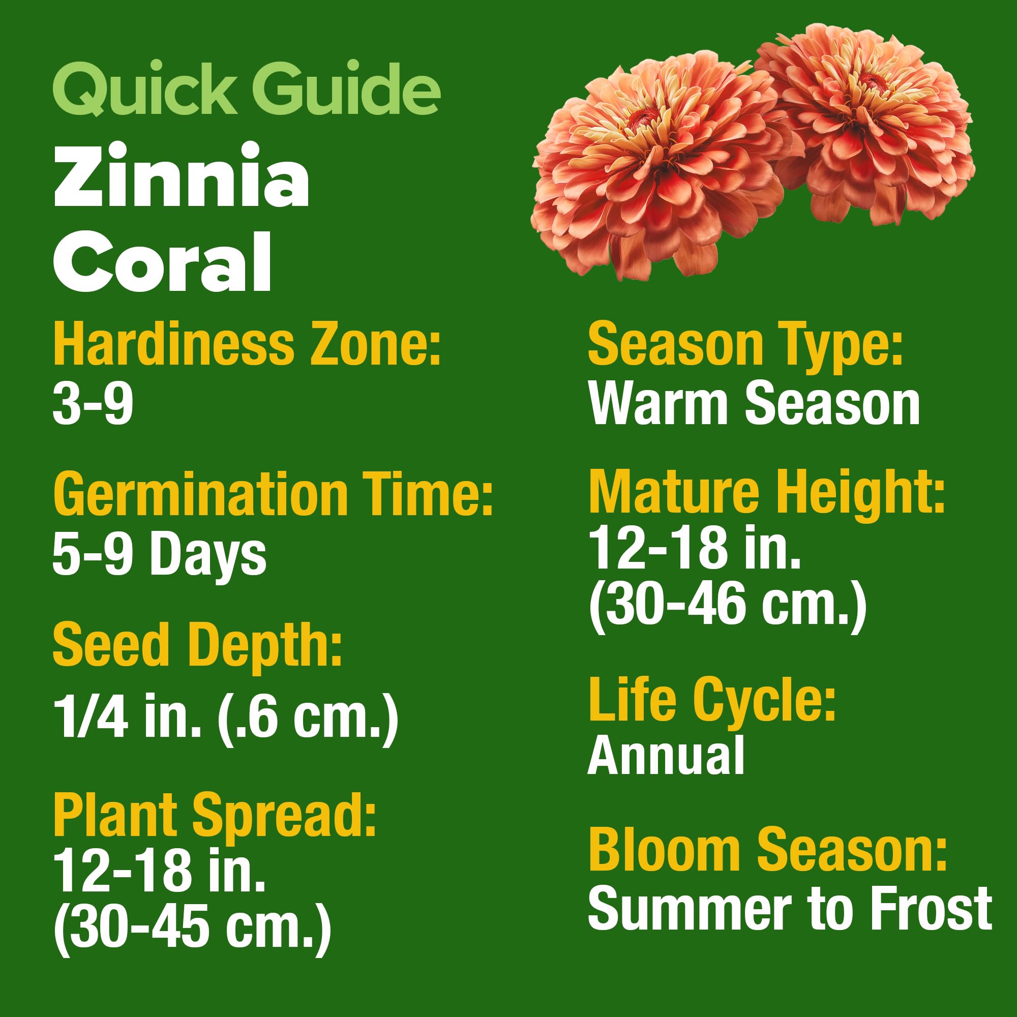 HOME GROWN Coral Zinnia Seeds bouquet stem ready for elegant arrangements.