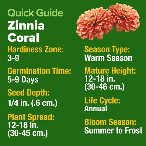 HOME GROWN Coral Zinnia Seeds bouquet stem ready for elegant arrangements.