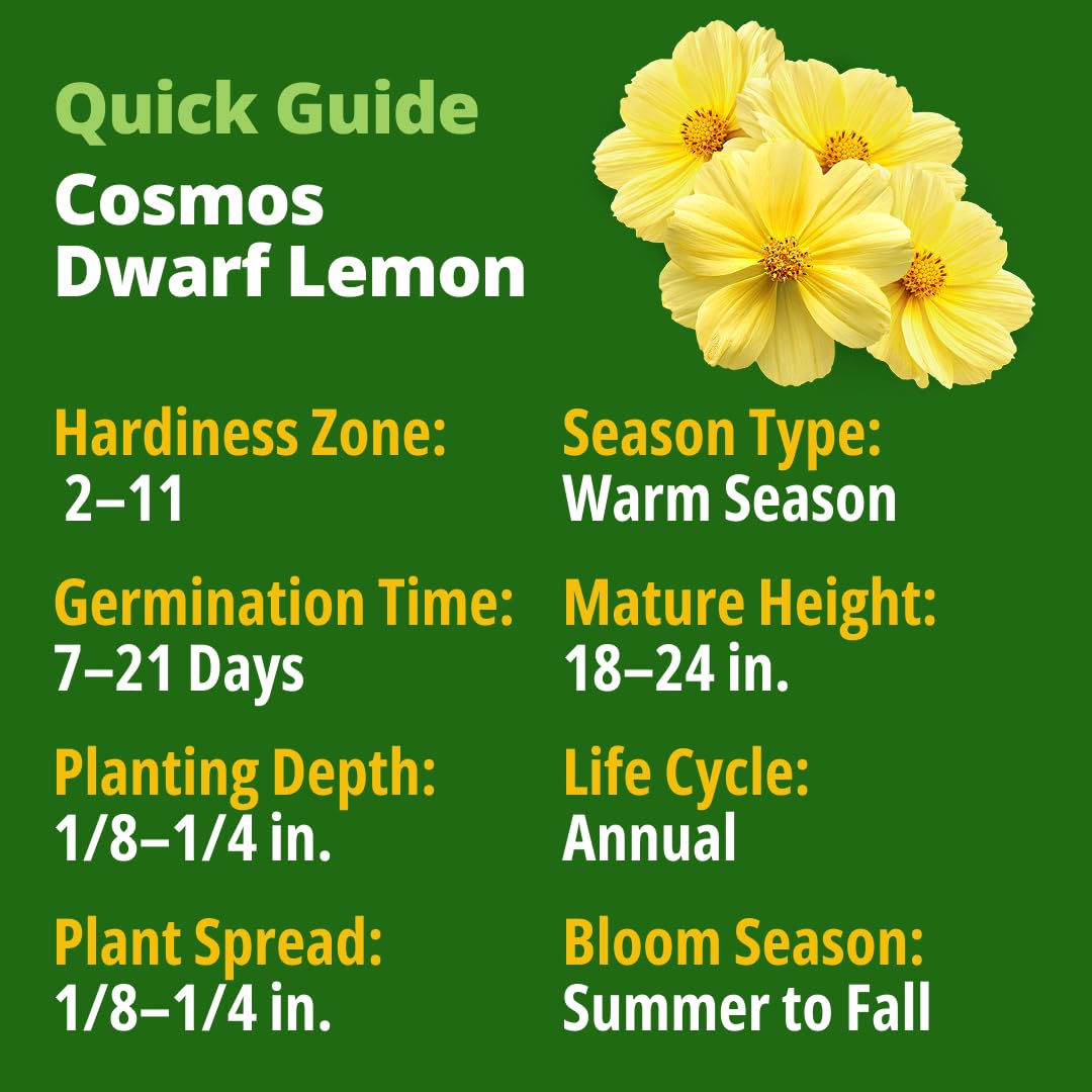 Closeup of HOME GROWN Dwarf Lemon blossoms with lemon-yellow petals and dense centers.