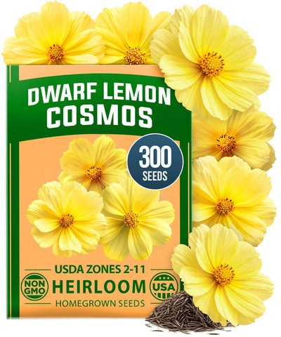 HOME GROWN Dwarf Lemon cosmos seeds pack for easy planting and bright border color.