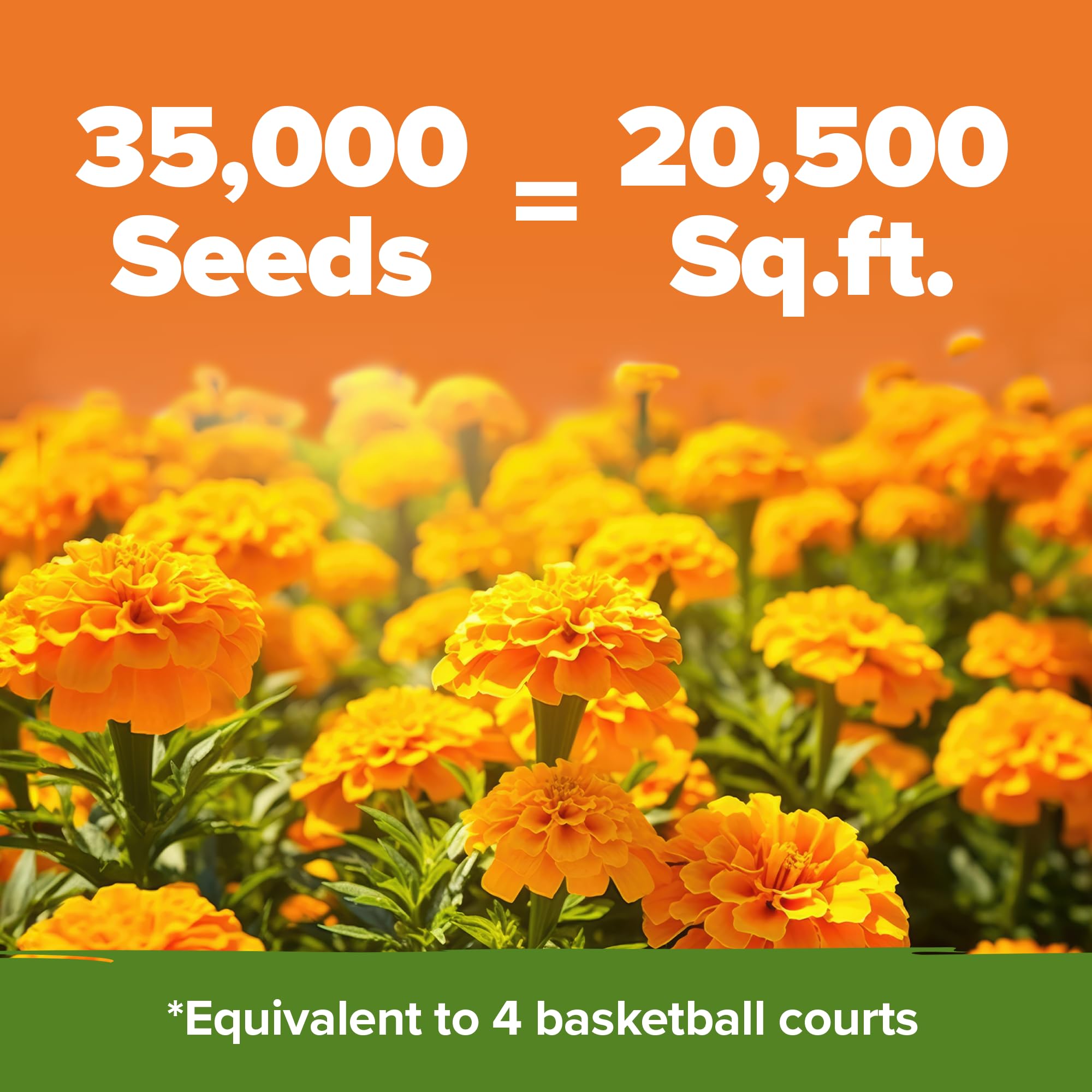 HOME GROWN Crackerjack marigold seeds brighten borders and attract pollinators