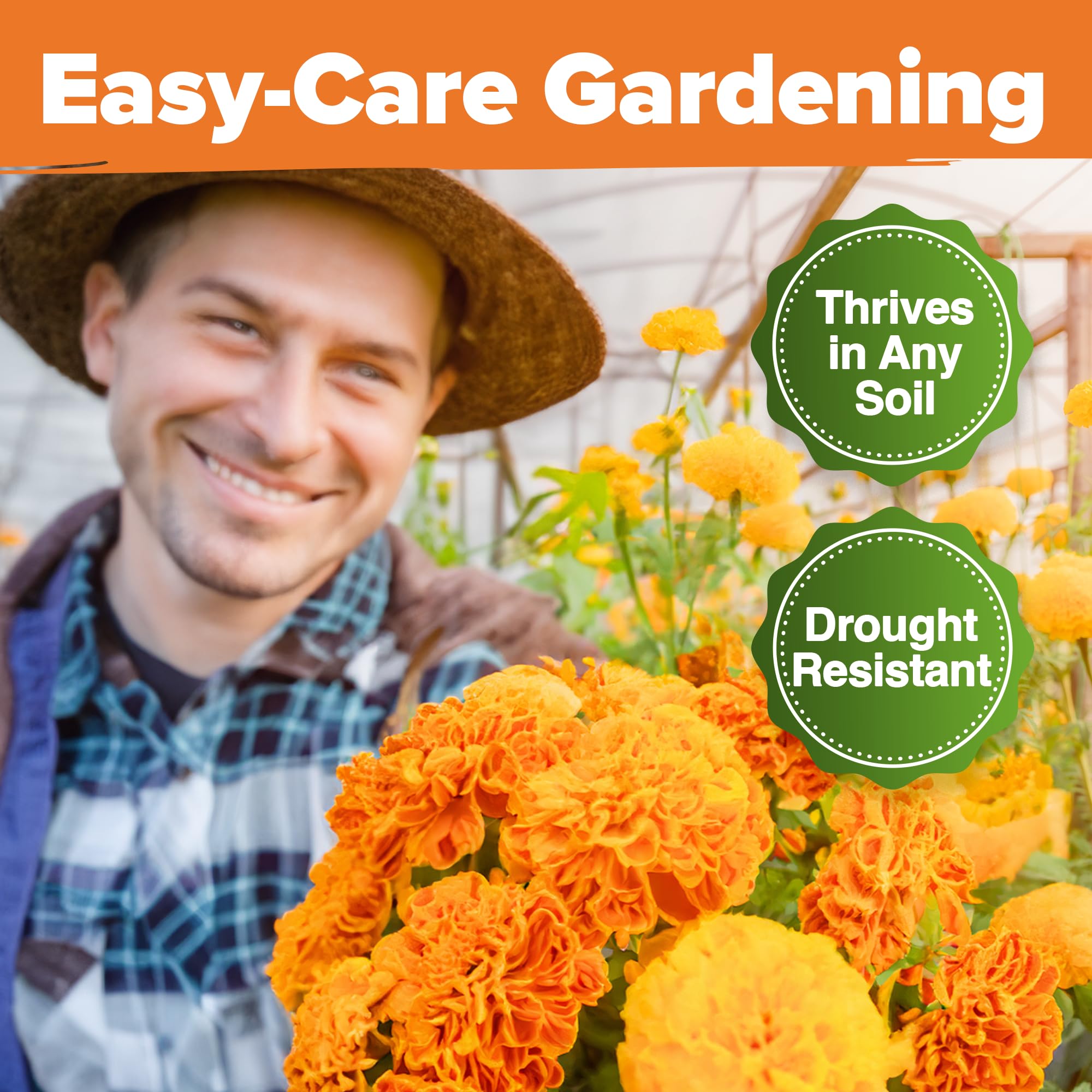 HOME GROWN Crackerjack marigold seeds non-GMO quality and freshness