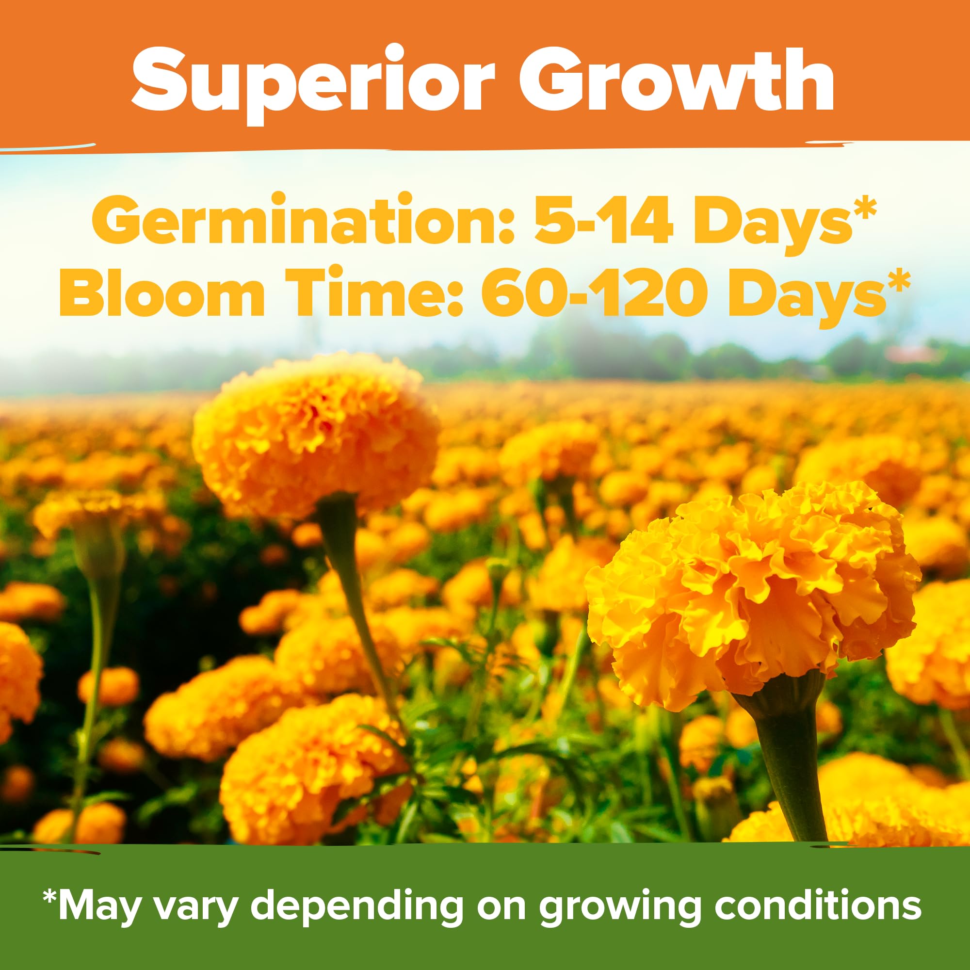 HOME GROWN Crackerjack marigold seeds attract bees and butterflies, boosting biodiversity