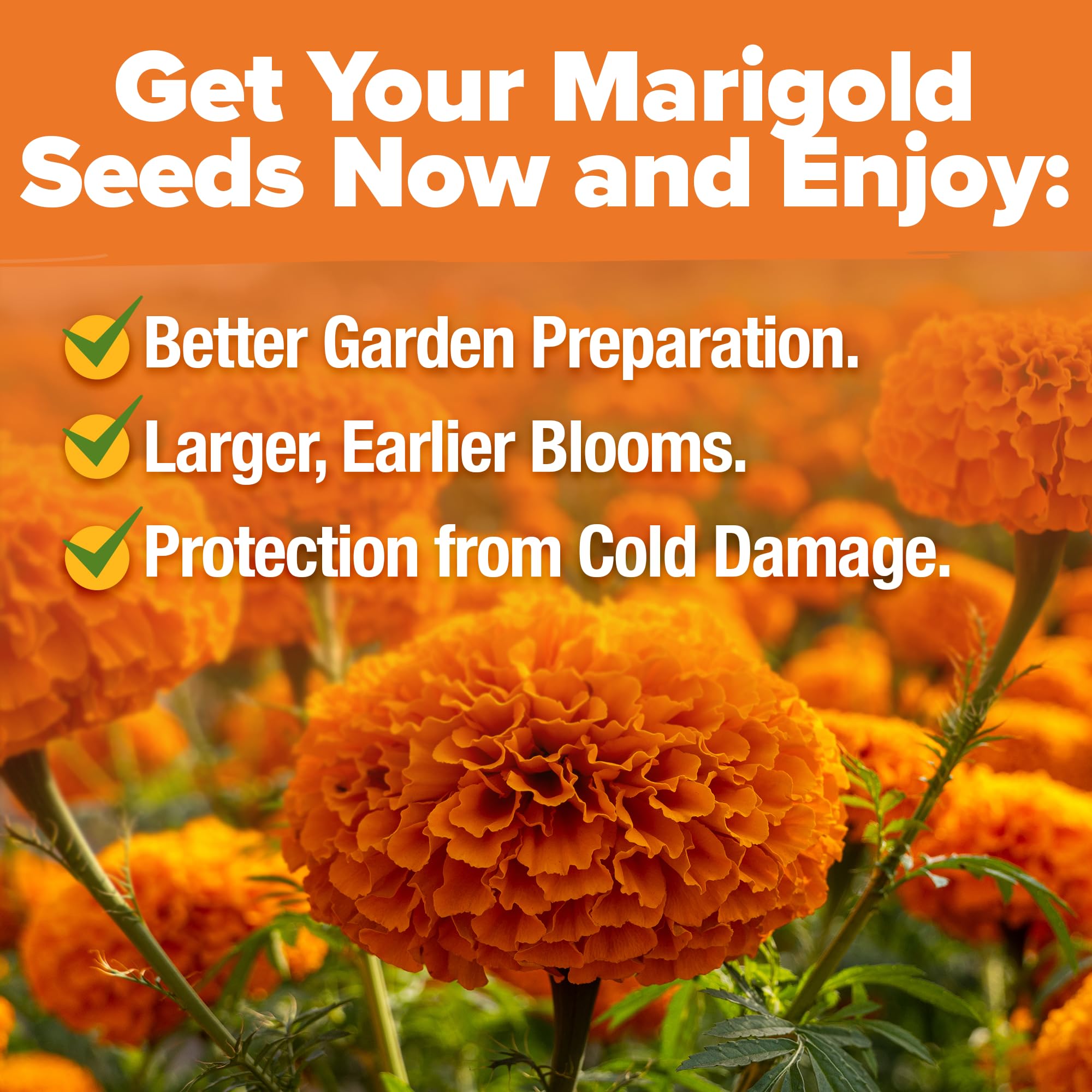 HOME GROWN Crackerjack marigold seeds sun-loving annual with easy care