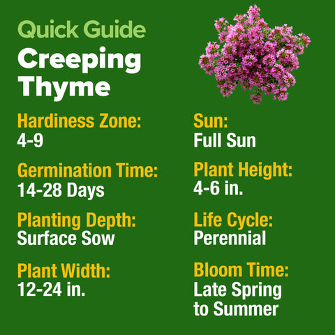 HOME GROWN Creeping Thyme between pavers provides fragrance and color