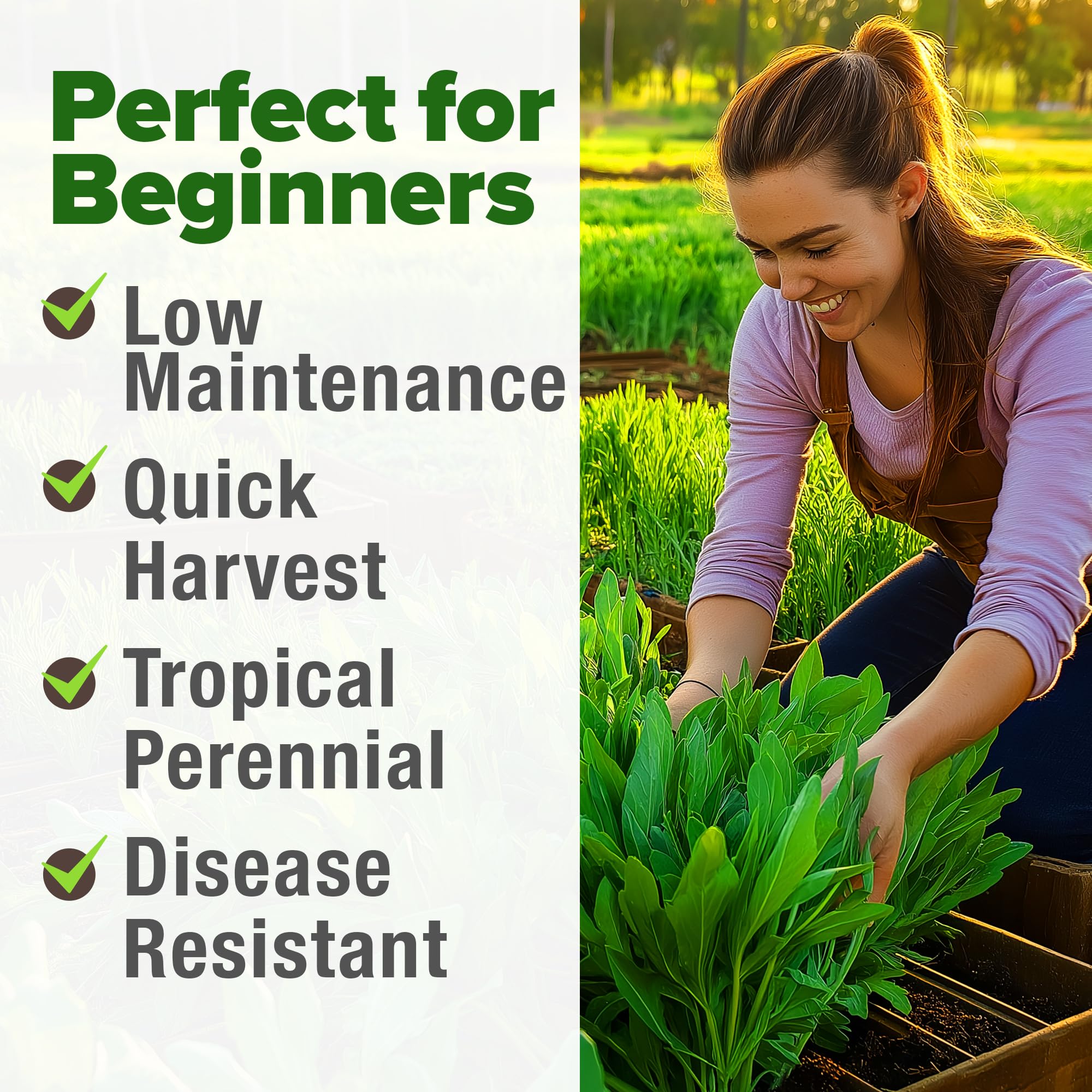 HOME GROWN Culantro container garden demonstrates balcony or apartment growing.