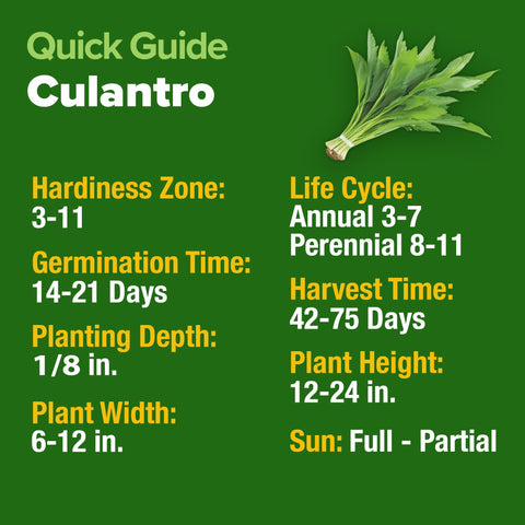 HOME GROWN Culantro heat-tolerant variety thrives in warm climates.