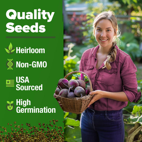 HOME GROWN Detroit Dark Red Beet Seeds perfect globe roots ideal for canning.