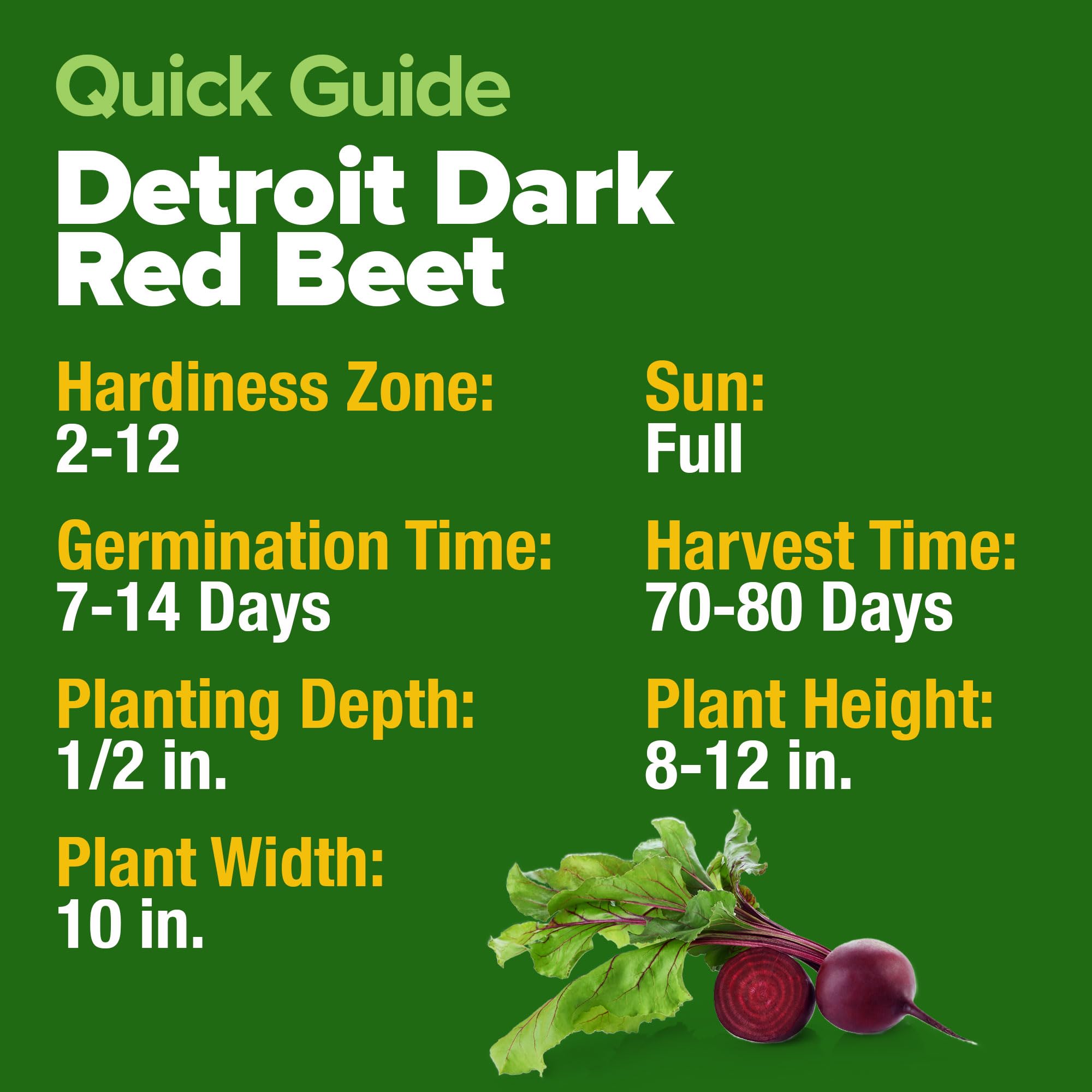 HOME GROWN Detroit Dark Red Beet Seeds high germination supports reliable harvests.