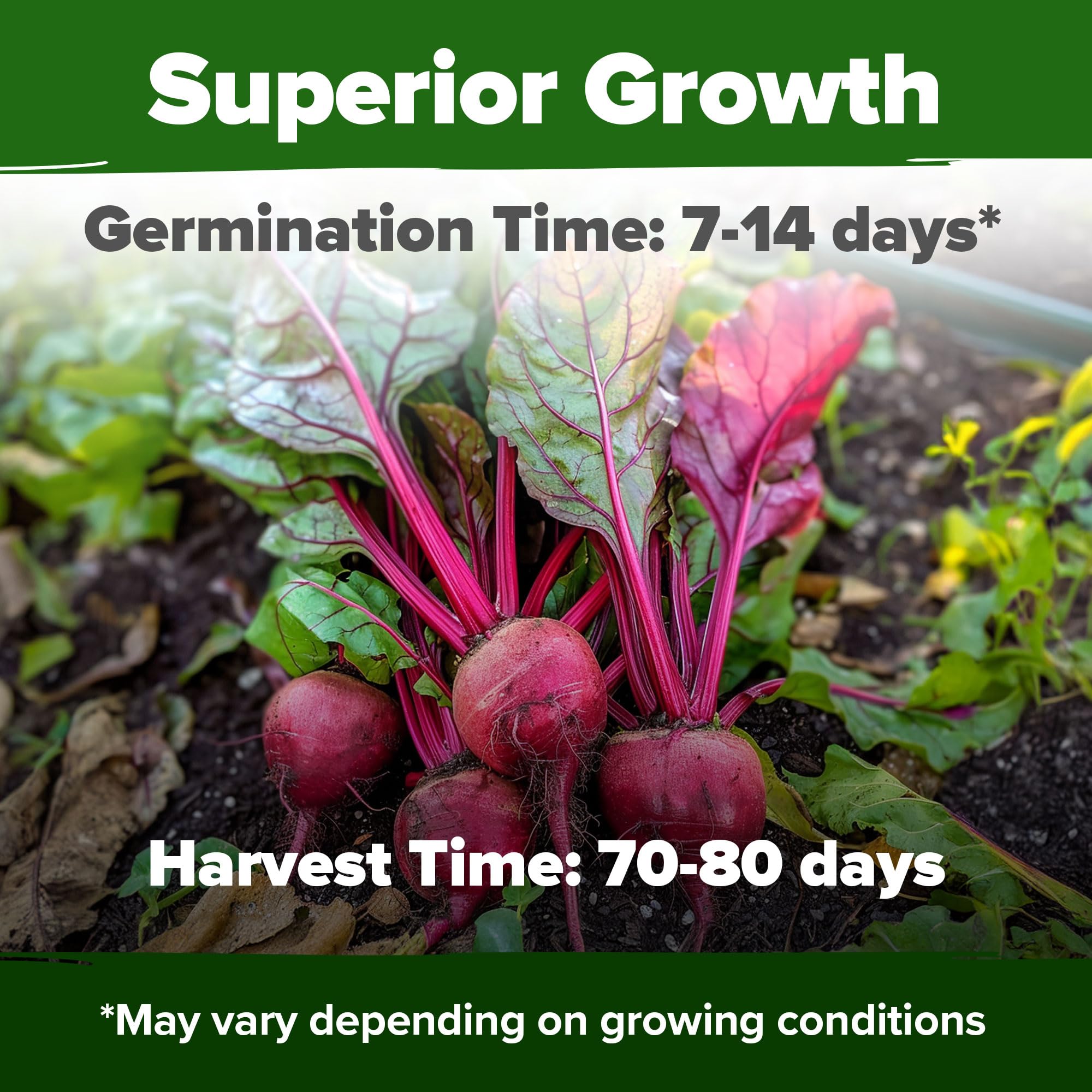 HOME GROWN Detroit Dark Red Beet Seeds deep burgundy interior for vibrant plates.