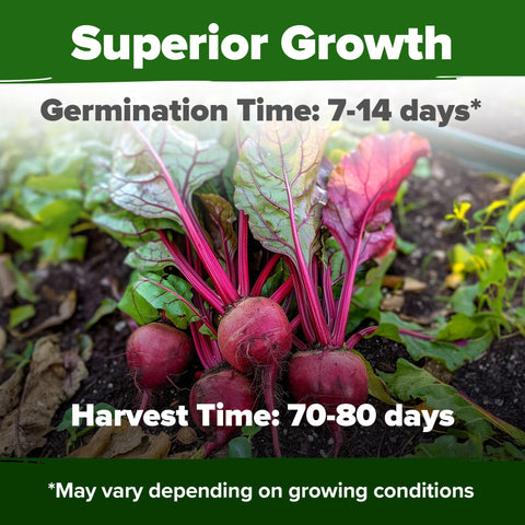 HOME GROWN Detroit Dark Red Beet Seeds deep burgundy interior for vibrant plates.