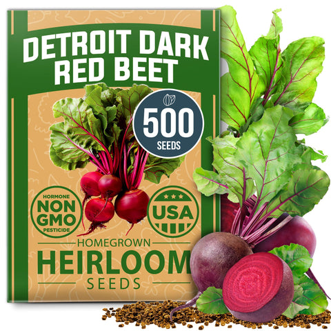 HOME GROWN Detroit Dark Red Beet Seeds roots ready for uniform globe harvest.