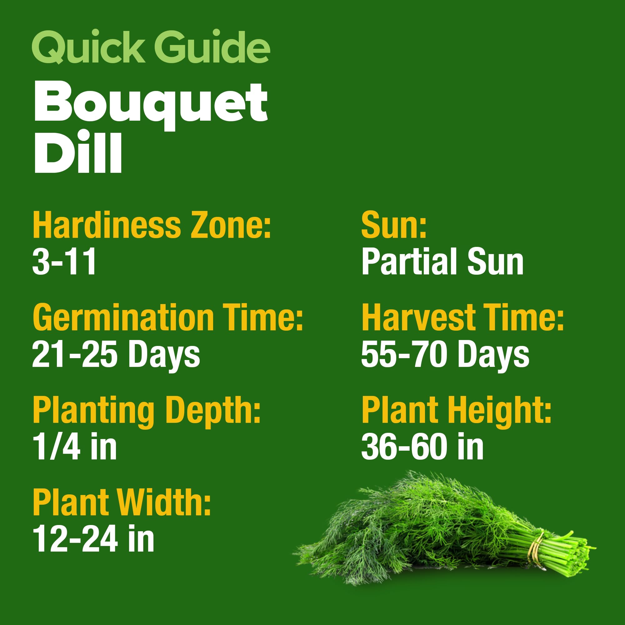 HOME GROWN dill seeds dill weed harvest ready for fresh recipes and fish dishes.