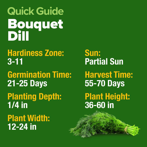 HOME GROWN dill seeds dill weed harvest ready for fresh recipes and fish dishes.
