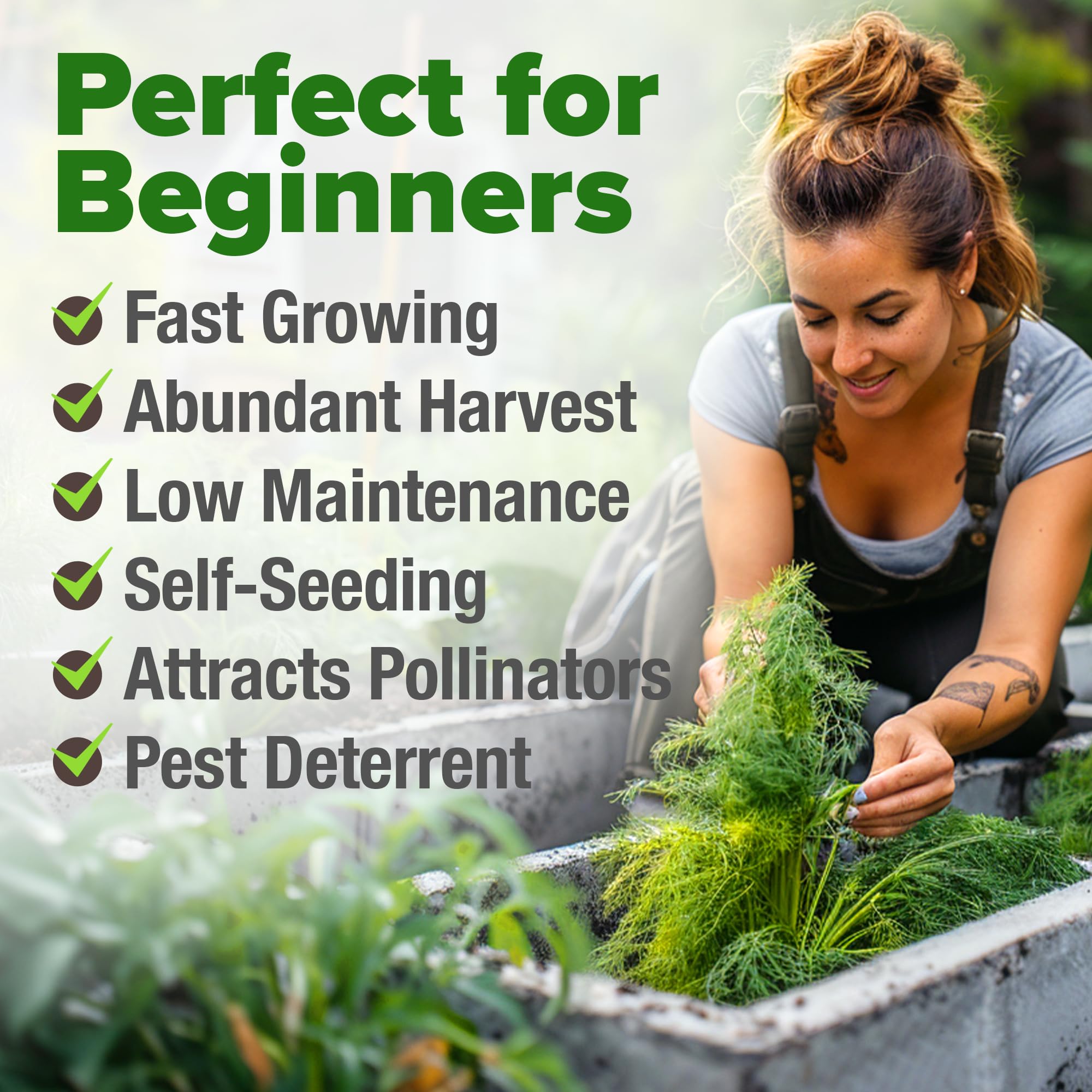 HOME GROWN dill seeds direct sow in garden for best germination and mature dill weed.