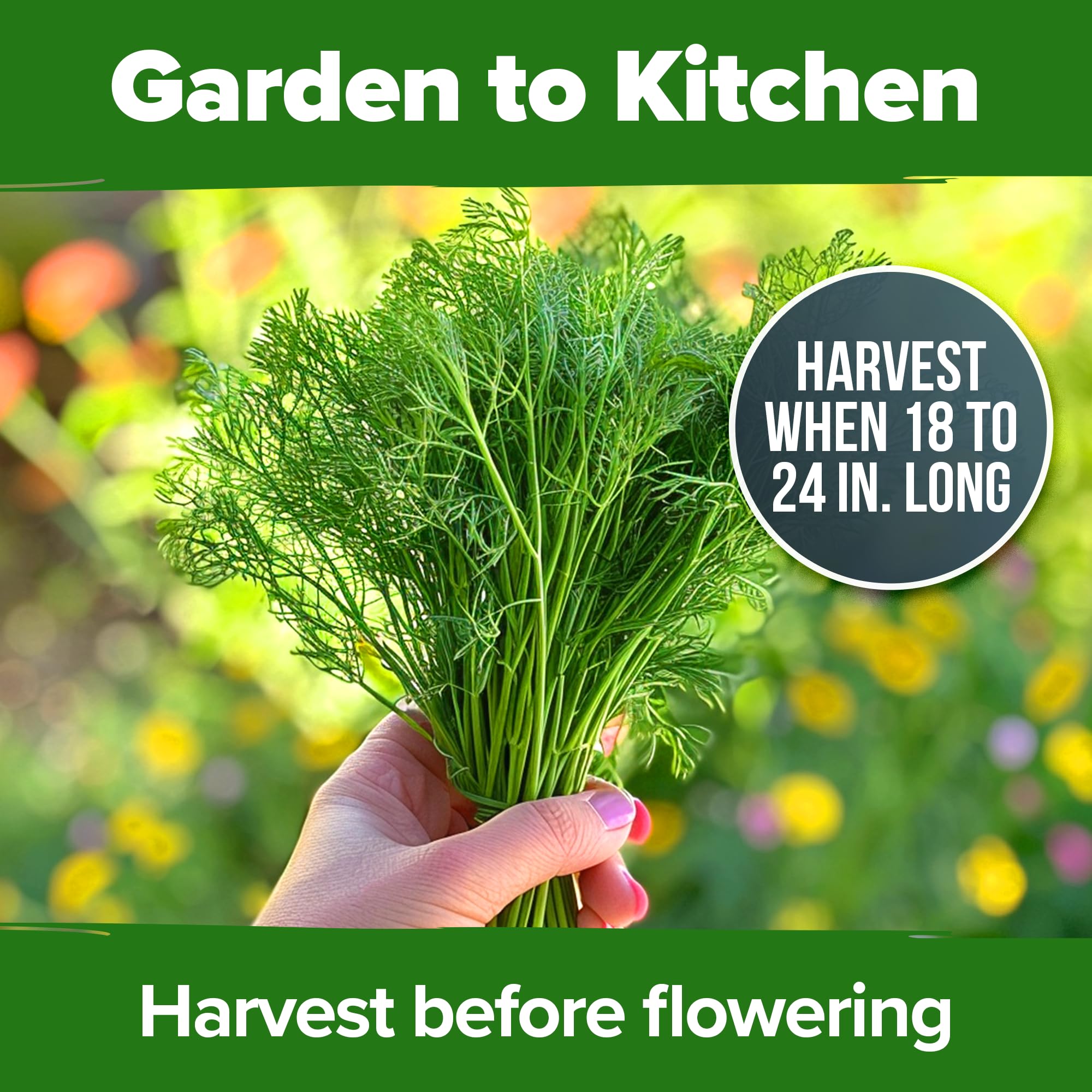 HOME GROWN dill seeds high germination and abundant harvest for hopeful gardeners.