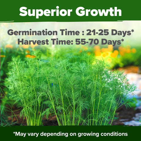 HOME GROWN dill seeds USA-sourced for reliable germination and garden growth.