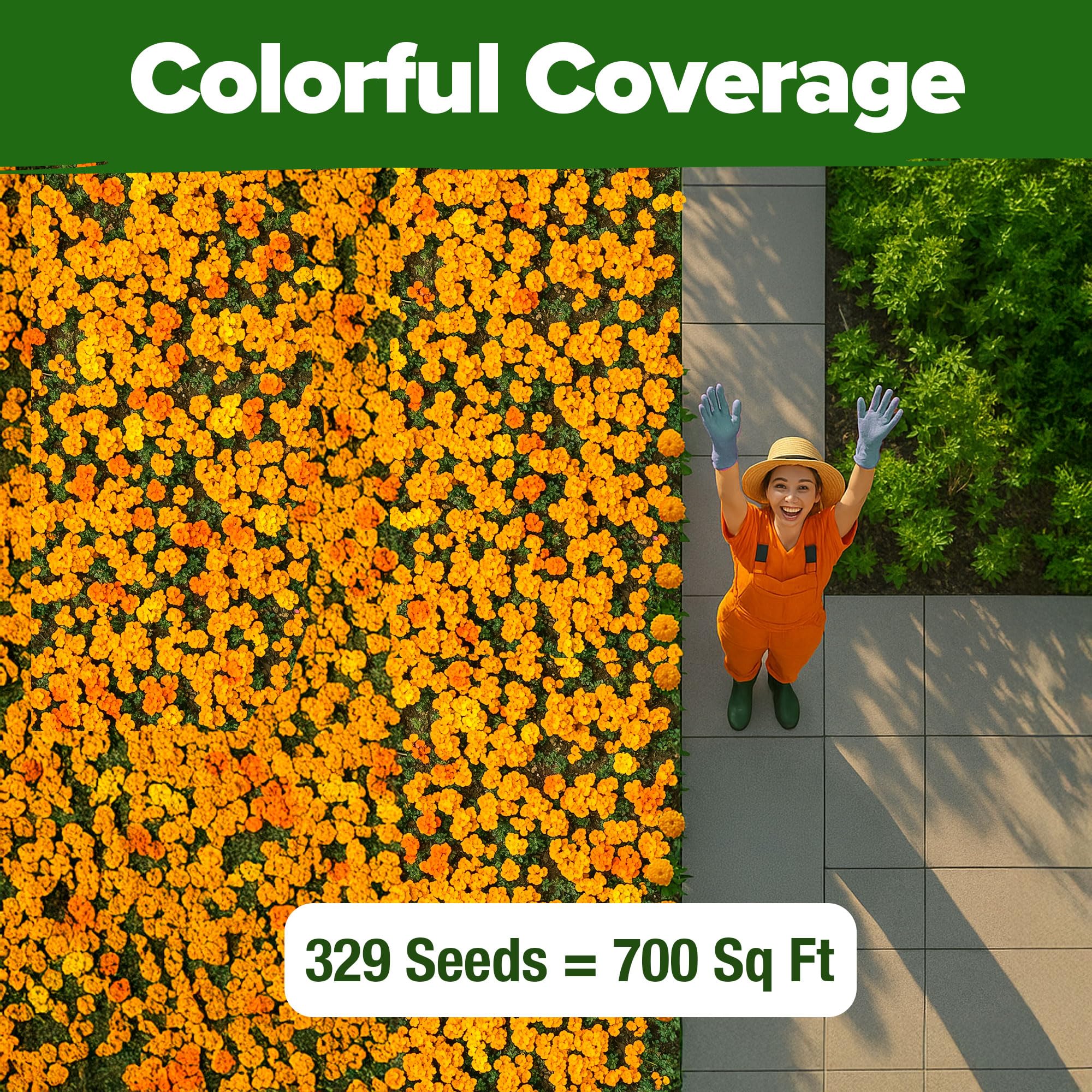 HOME GROWN drought-tolerant marigold reduces watering needs for low-maintenance gardens.