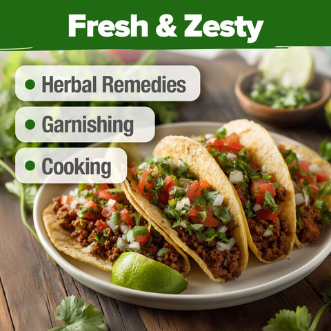 Dual harvest option from HOME GROWN cilantro plants yields leaves or coriander seeds.