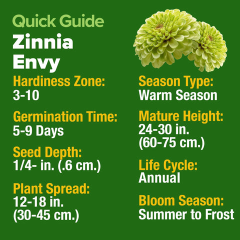 HOME GROWN Envy Zinnia seeds offer fast germination for quick garden results