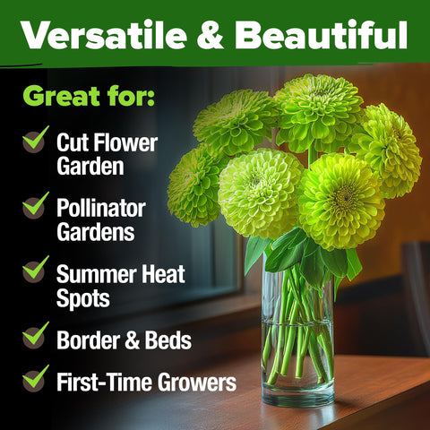 HOME GROWN Envy Zinnia seeds are versatile for beds, borders, and containers
