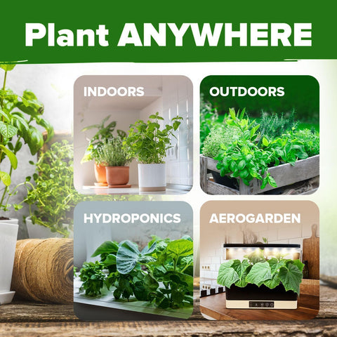 HOME GROWN non-GMO seeds offer reliable results for kitchen gardens.