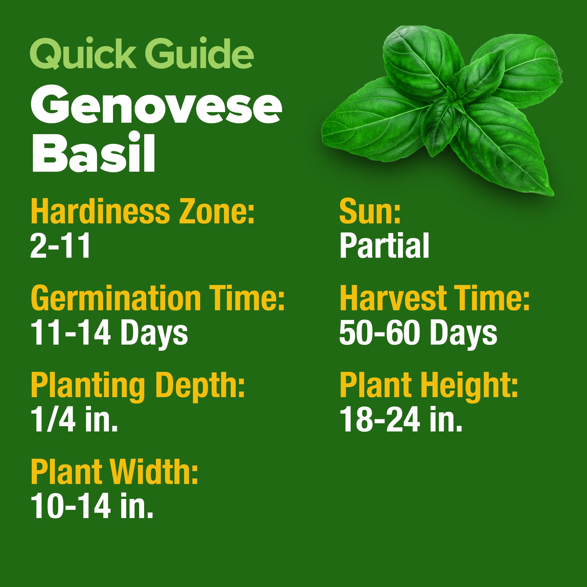 Home Grown Genovese Basil plant showing pinch technique for bushier growth