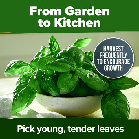 Home Grown Genovese Basil with tomatoes in companion planting