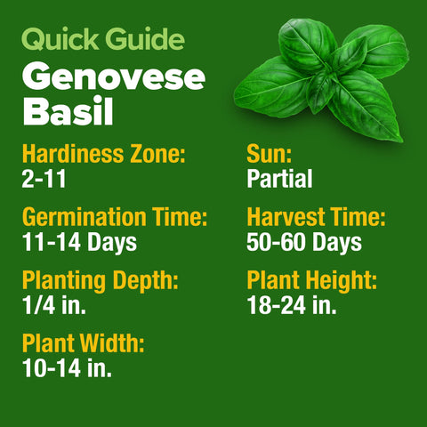 HOME GROWN Genovese Basil seeds for continuous year-round harvest