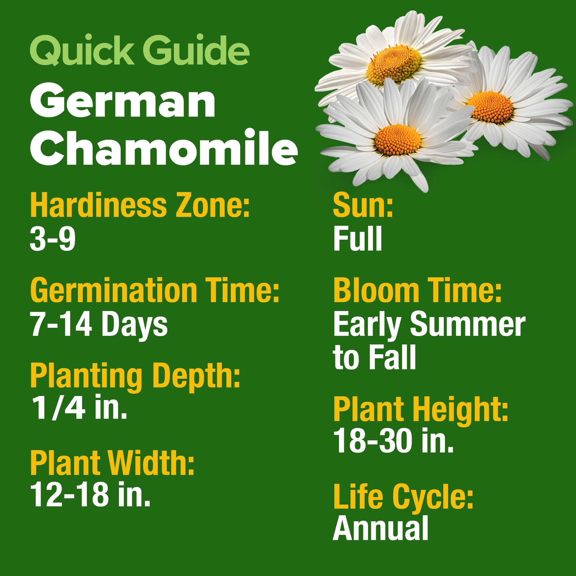 HOME GROWN Chamomile harvest ready for fresh, caffeine-free tea at home