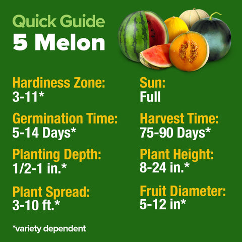 HOME GROWN Green Flesh Honeydew full fruit, creamy texture great for fruit platters.