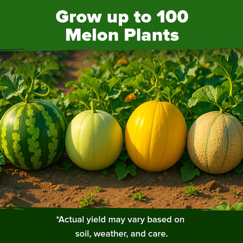 HOME GROWN Hale's Best Cantaloupe flesh closeup, fragrant sweetness for gourmet desserts.