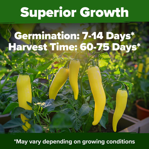 HOME GROWN Harvest-ready banana peppers in garden setting, ideal for fresh picks.