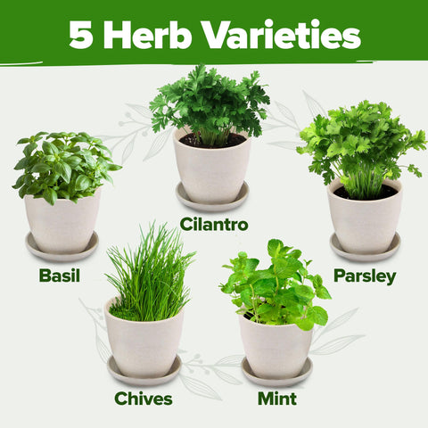 HOME GROWN mint leaves in tray, aromatic fragrance for beverages and desserts.