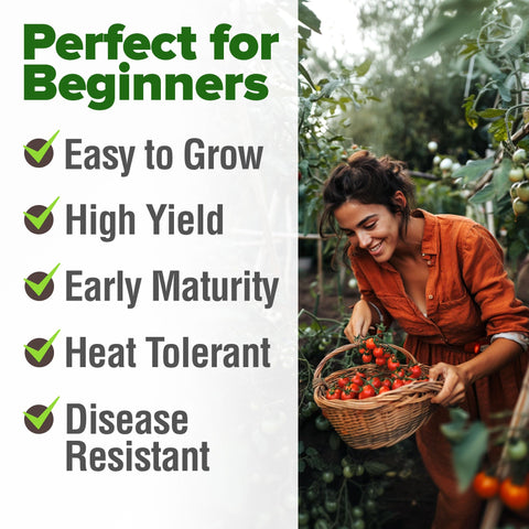 Ripe cherry tomatoes on vines demonstrate abundant harvest and sweet flavor.