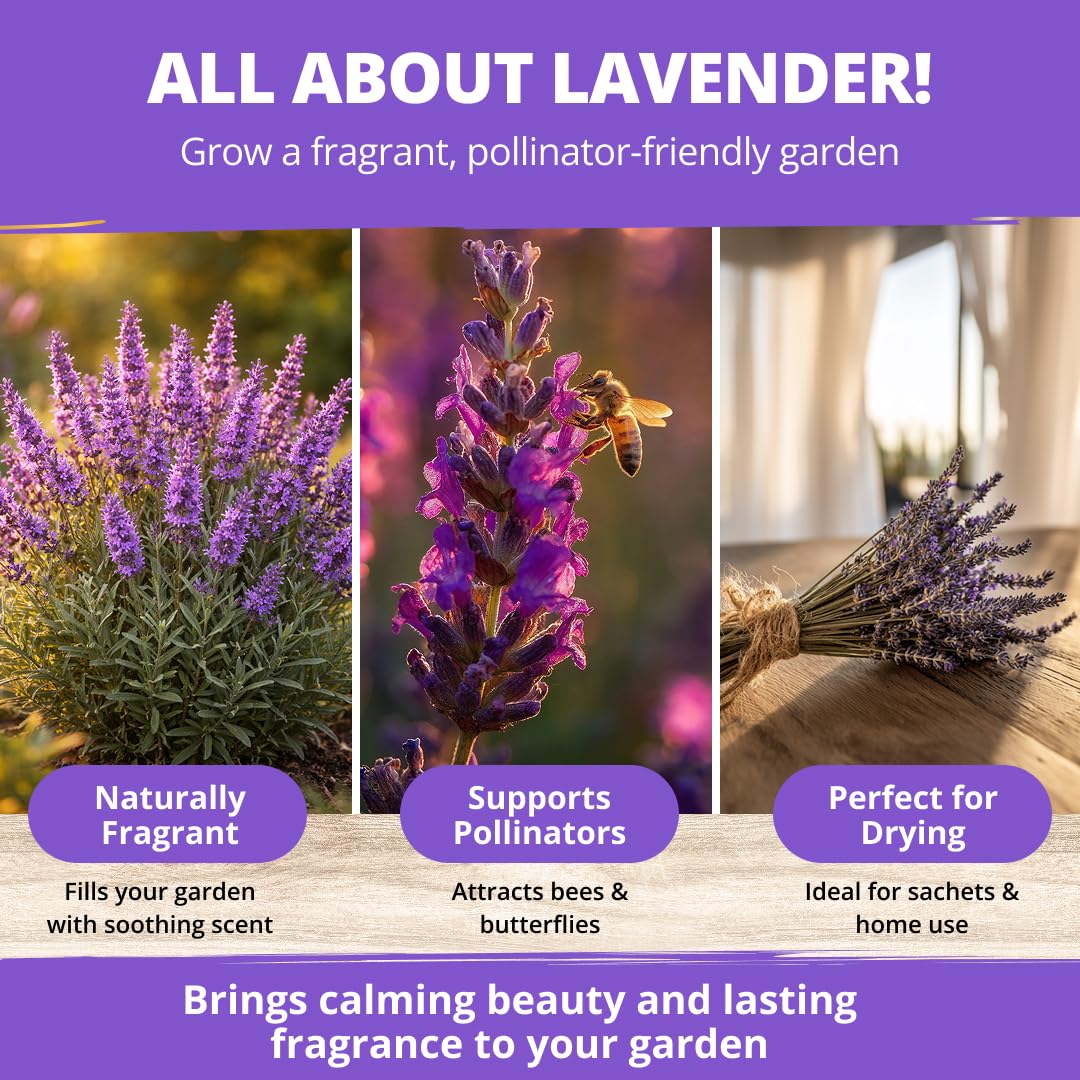 HOME GROWN English Lavender blooms add fragrance and color to borders and pots.