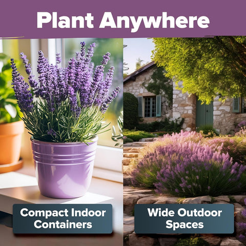 HOME GROWN lavender bloom in pot with fragrant, compact indoor garden.
