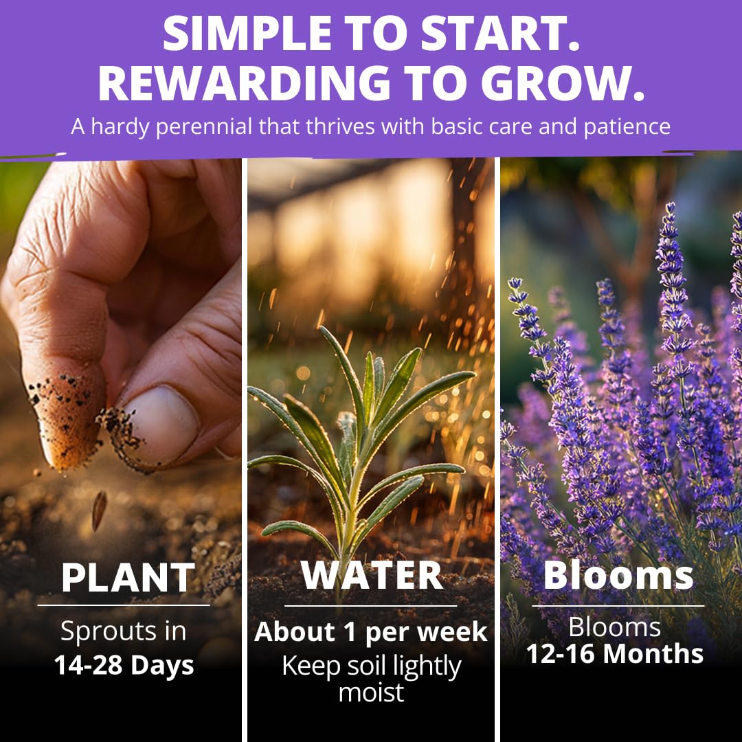 HOME GROWN lavender seeds benefit from cold stratification for reliable spring germination.