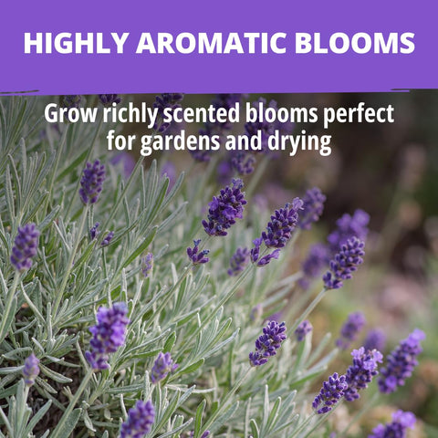 HOME GROWN lavender seeds enable compact indoor gardens with aromatic accents.